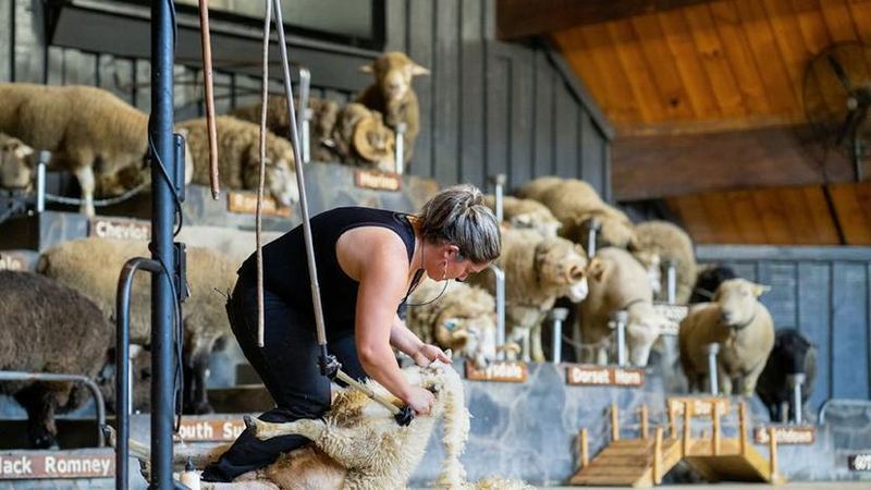 The Sheep Show
