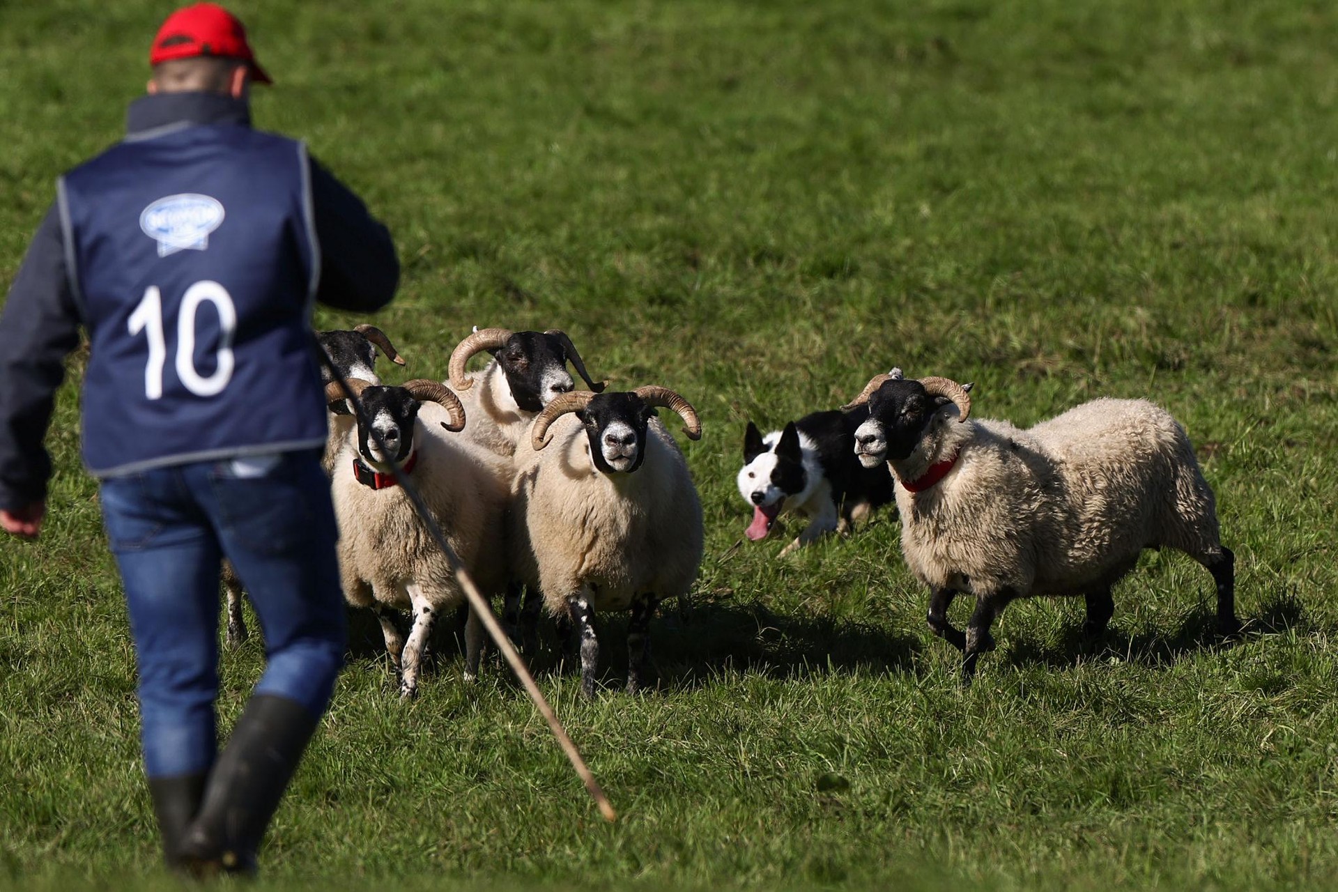 Killiebrae Sheep Dogs