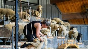 The Sheep Show